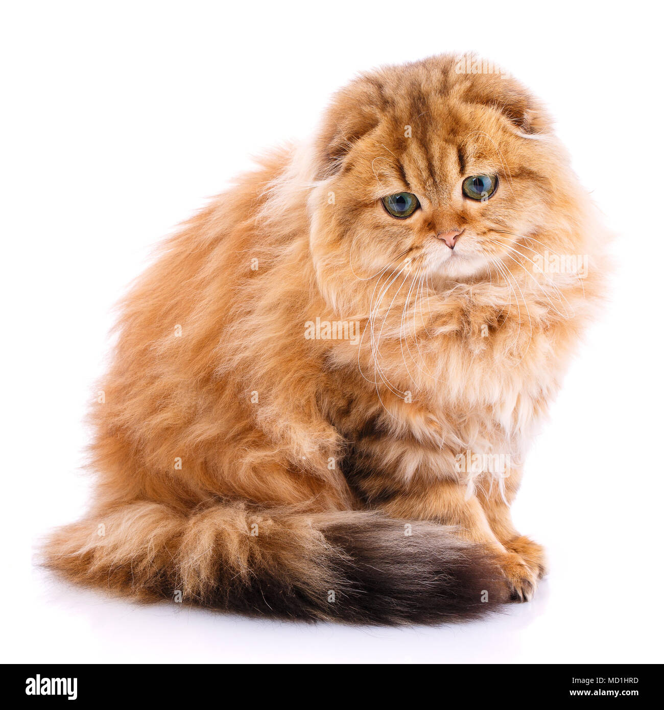 Scottish Fold cat Foto Stock