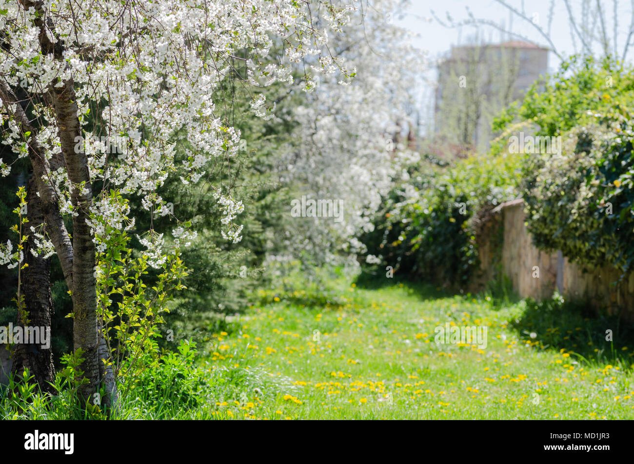 I campi di incantevoli strade fiorite,giornata di primavera,all'aperto, Foto Stock