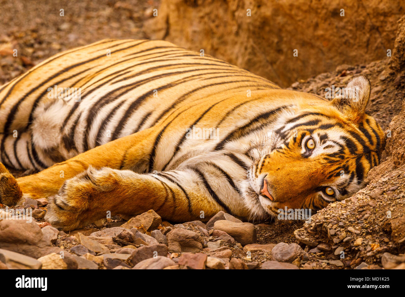 Vista ravvicinata di una sub-maschio adulto tigre del Bengala (Panthera tigris) disteso con gli occhi aperti, il Parco nazionale di Ranthambore, Rajasthan, India settentrionale Foto Stock