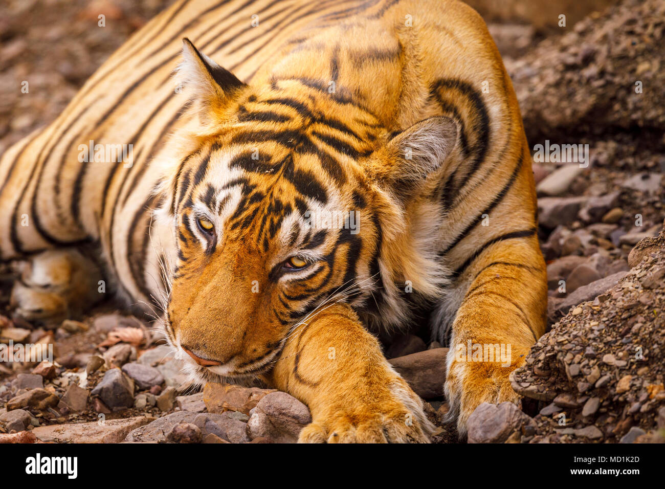 Vista ravvicinata della testa di una tigre del Bengala (Panthera tigris) di appoggio mezzo addormentato, la testa sulle zampe, il Parco nazionale di Ranthambore, Rajasthan, India settentrionale Foto Stock