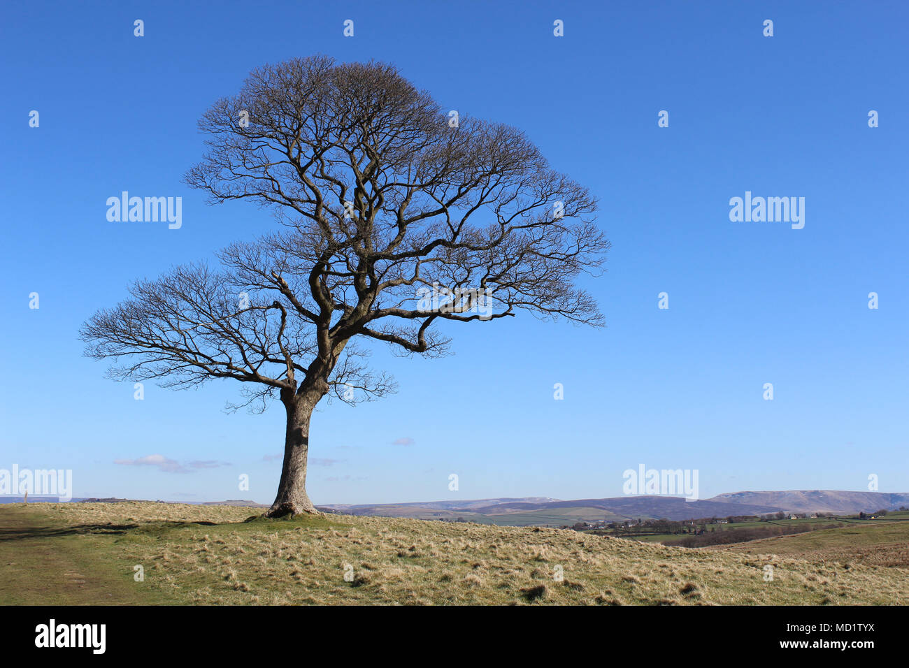 Un bellissimo lone albero a foglie decidue, contro uno sfondo di cielo blu e il paesaggio naturale di aprire la brughiera e colline. Foto Stock
