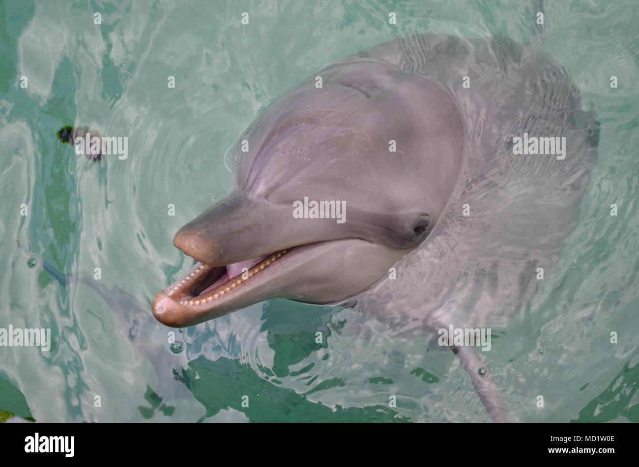 Offshore delfini Bottlenose Foto Stock