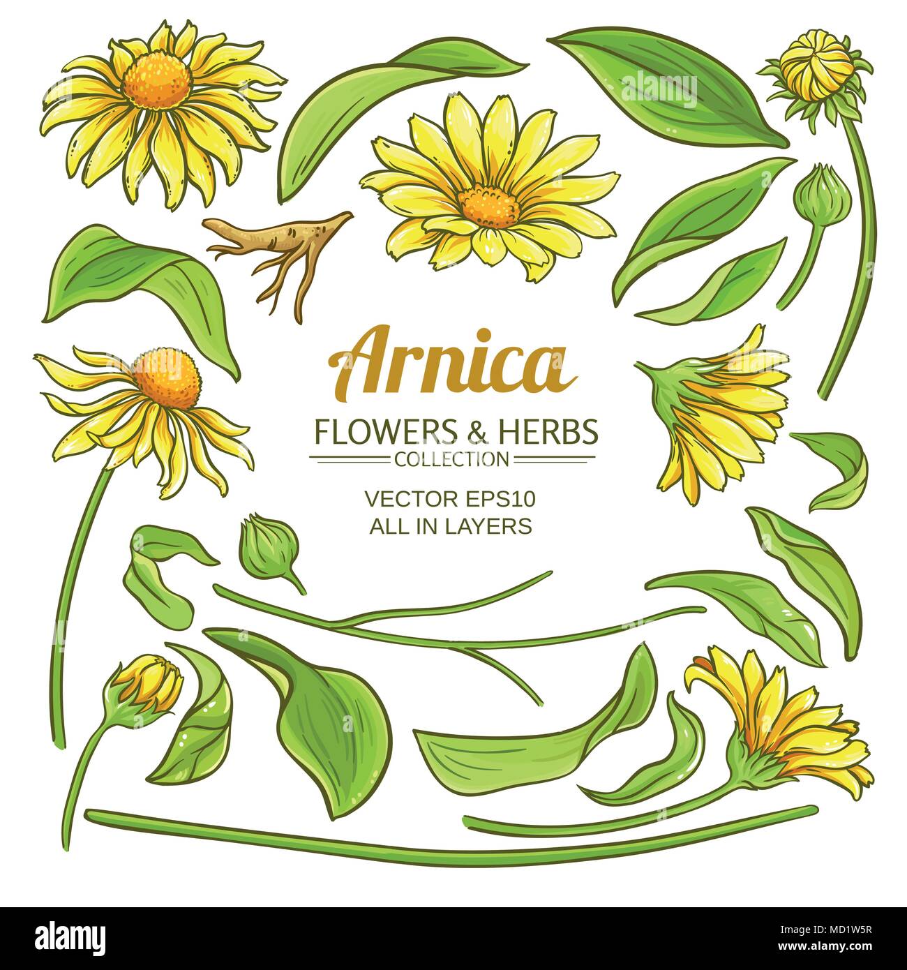 Arnica vettore elementi impostato su bianco sfondi Illustrazione Vettoriale