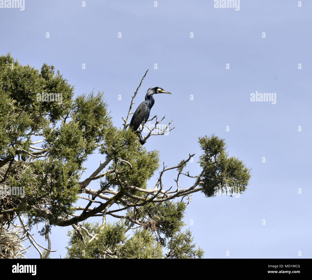 Il cormorano uccelli sugli alberi su isola di golem grad, lago Prespa, macedonia, immagine di un Foto Stock