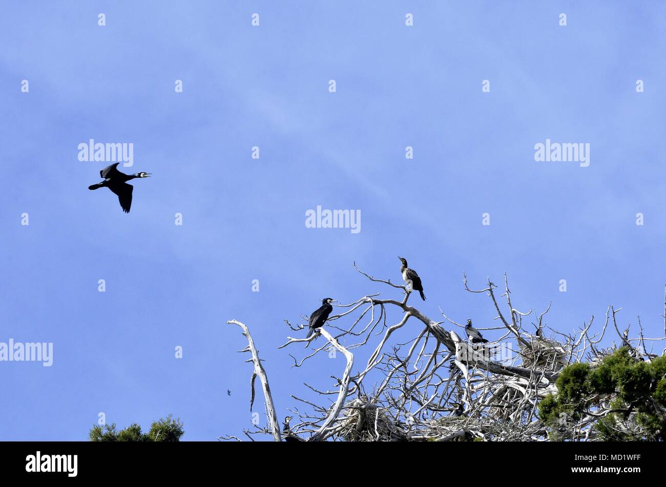 Il cormorano uccelli sugli alberi su isola di golem grad, lago Prespa, macedonia, immagine di un Foto Stock