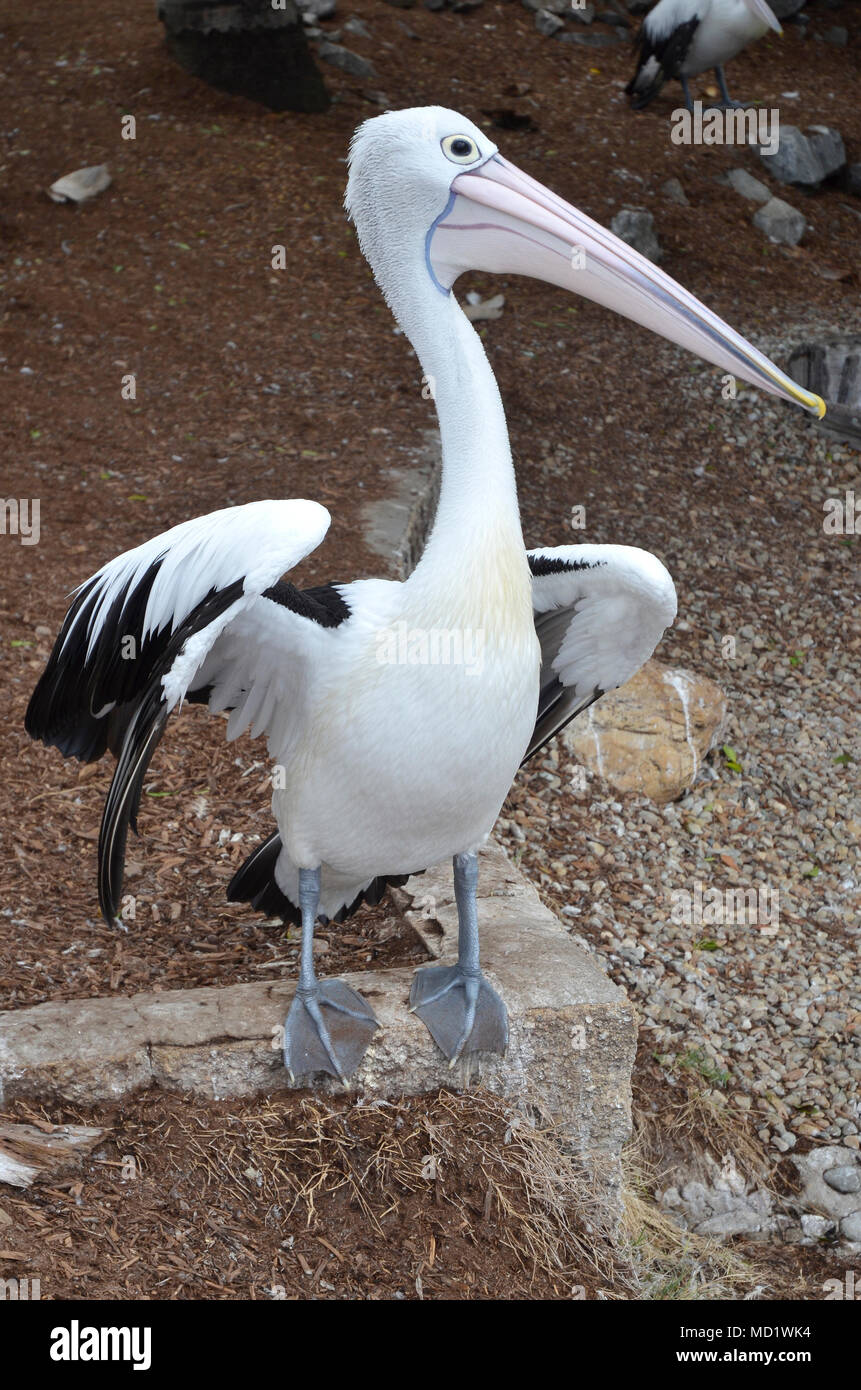 Il pellicano australiano (Pelecanus conspicillatus) è un grande waterbird della famiglia Pelecanidae, diffuso su acque interne e costiere di Austr Foto Stock