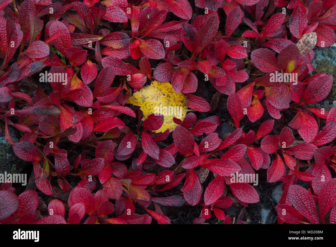 Autunno colous nella Lapponia finlandese, Muonio, Finlandia Foto Stock