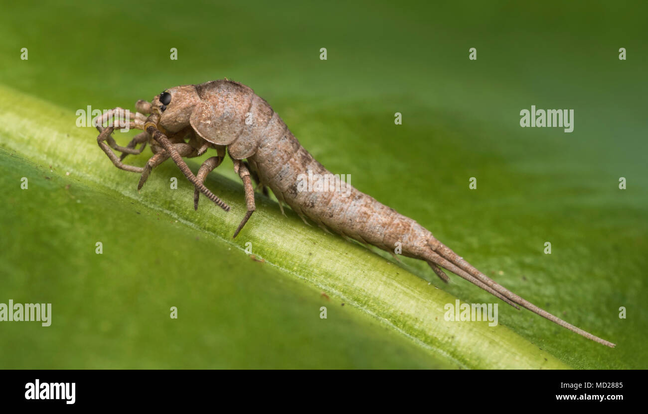 Bristletail (eventualmente Dilta hibernica) in appoggio sul lato inferiore delle foglie di rododendro. Tipperary, Irlanda Foto Stock