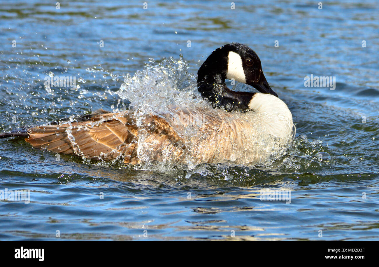 Canada Goose (Branta canadensis) lavaggio piume - acqua in esecuzione fuori la sua parte posteriore Foto Stock