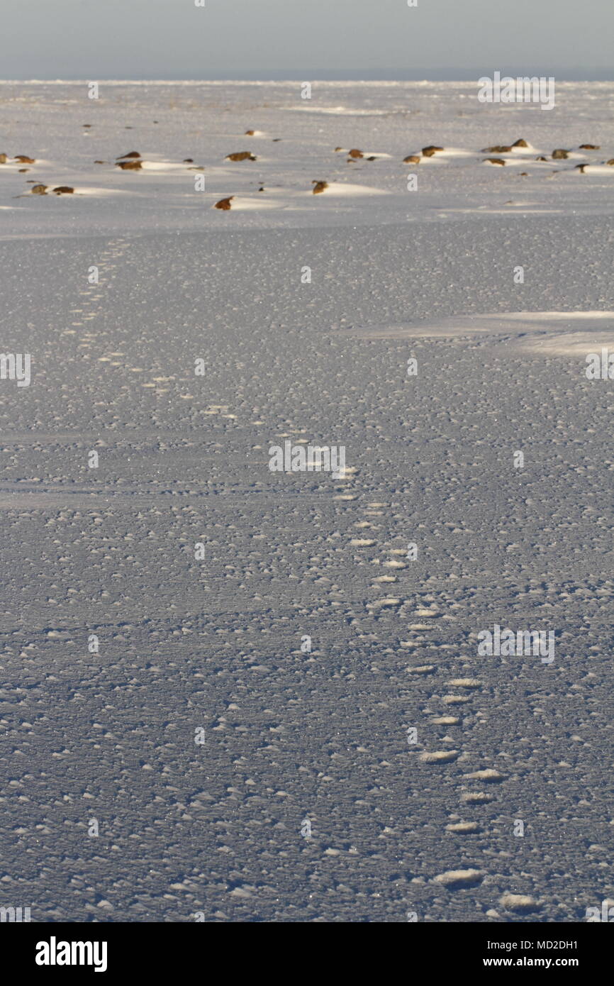 Fox paw stampe o tracce nella neve, vicino Arviat Nunavut Canada Foto Stock