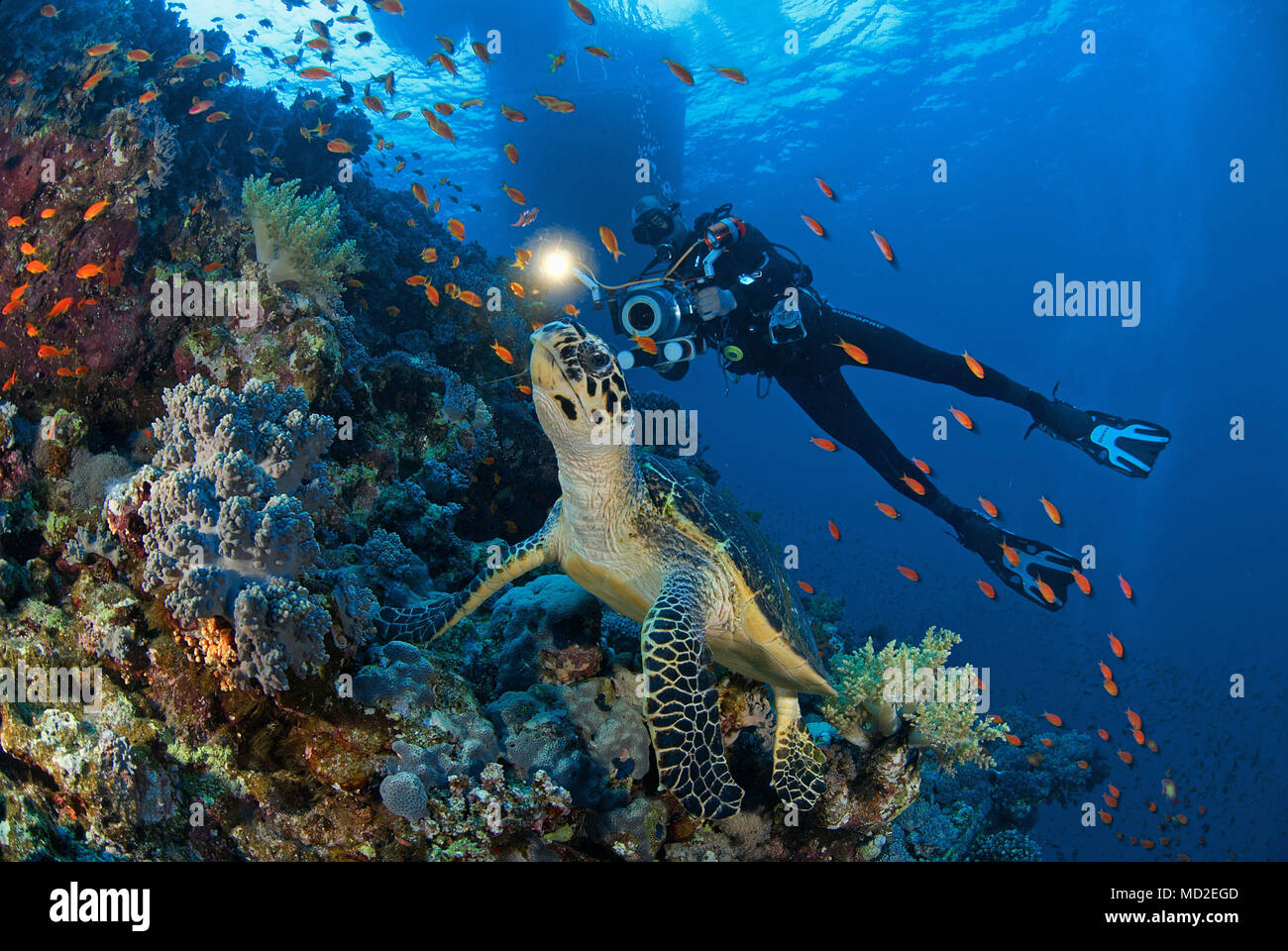 Subacqueo e una tartaruga verde (Chelonia Mydas) in corrispondenza di una barriera corallina, Borneo Malaysia Foto Stock