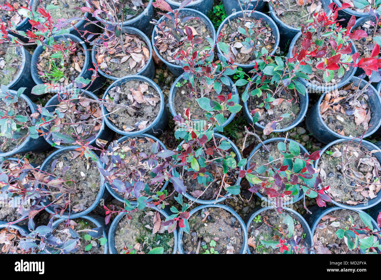 Vista dall'alto di molti Photinia serratifolia o Photinia serrulata che crescono in vasi in vendita in una serra Foto Stock