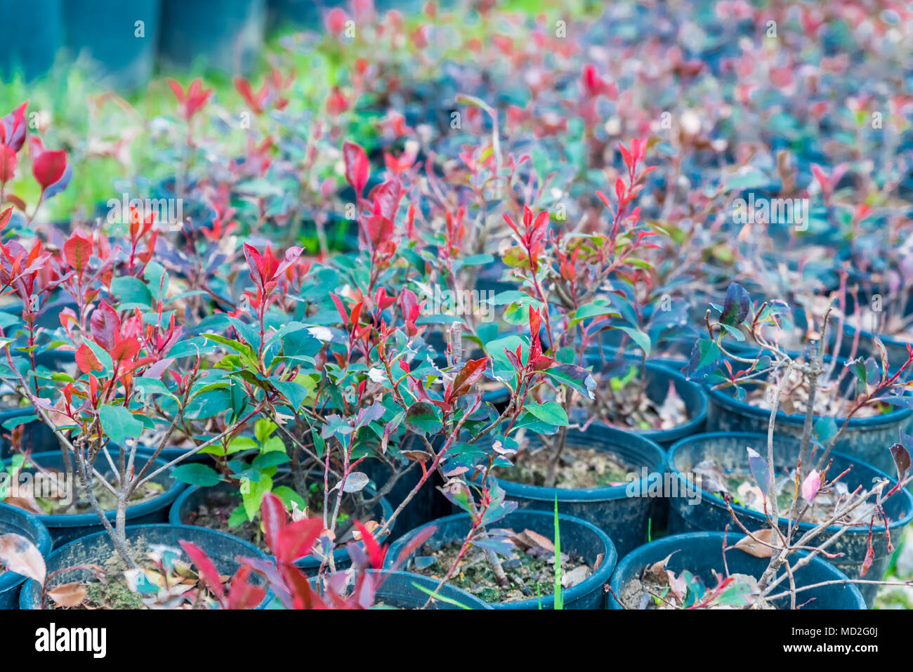 Vista dall'alto di molti Photinia serratifolia o Photinia serrulata che crescono in vasi in vendita in una serra Foto Stock