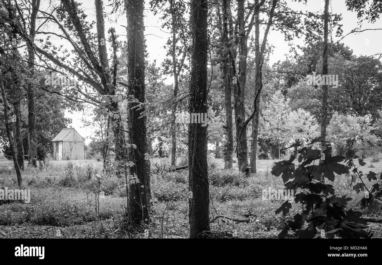 Vista di alberi in foresta, Brittany, Francia Foto Stock