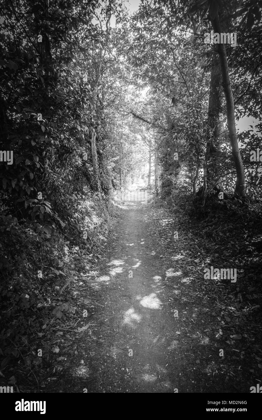 Strada sterrata attraverso gli alberi nella foresta, Brittany, Francia Foto Stock
