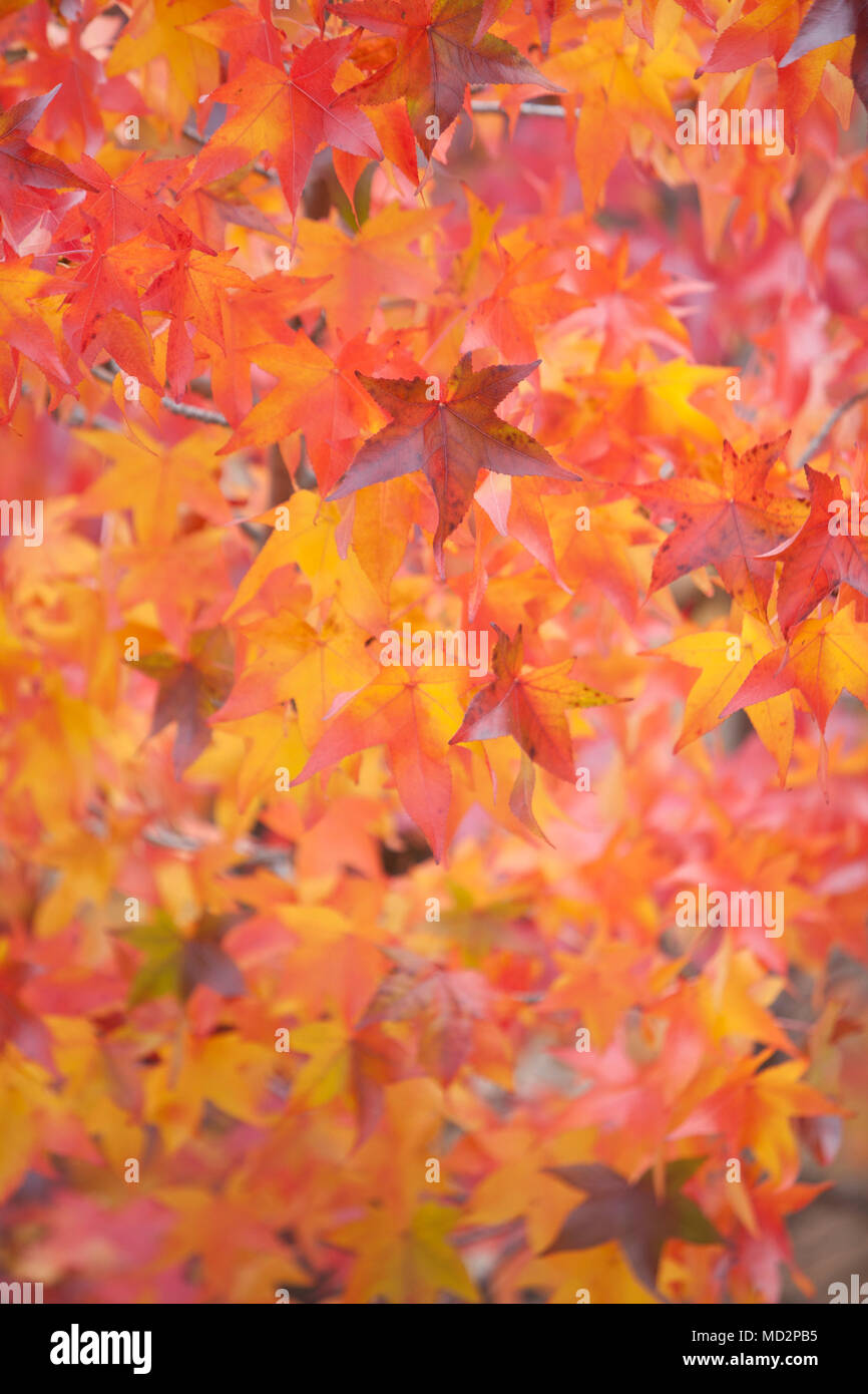 Sfondo di foglie di autunno Foto Stock