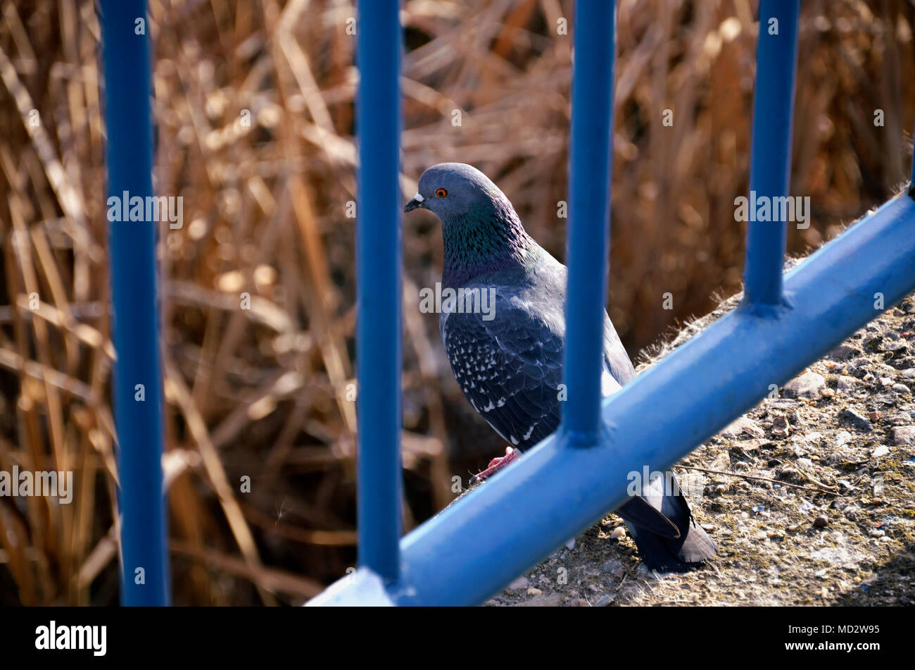 Piccione in colore blu Foto Stock