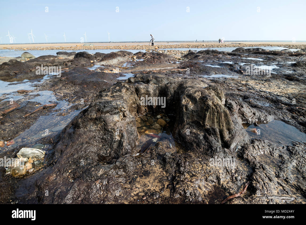 Antico ceppo di albero pensato da oltre 7.000 anni, scoperte dalla tempesta Emma su Redcar Beach nel marzo 2018, redcar cleveland, Regno Unito Foto Stock