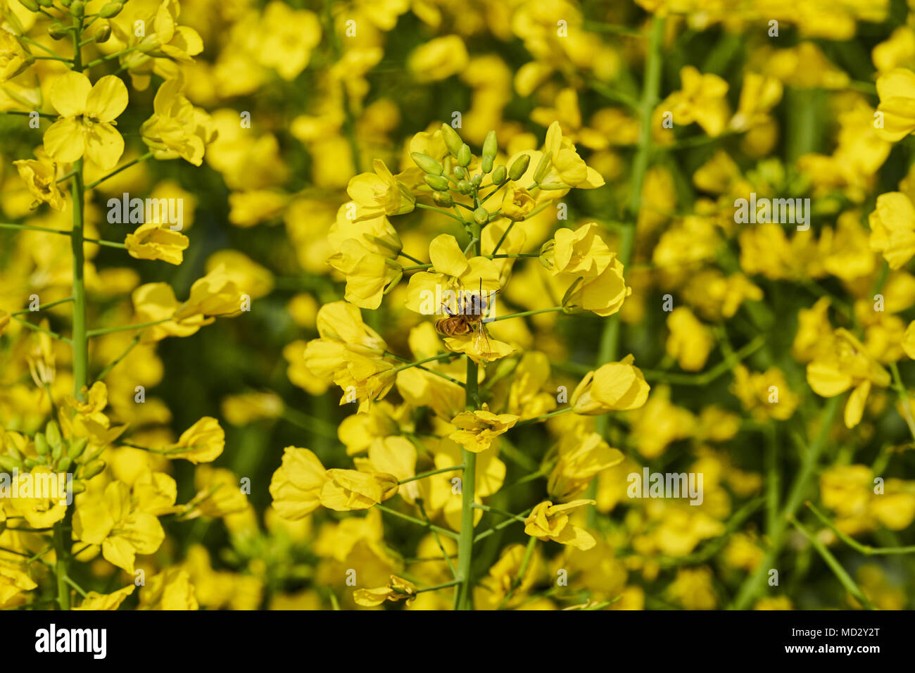 Cina Yunnan, Luoping, campi di fiori di colza in fiore Foto Stock