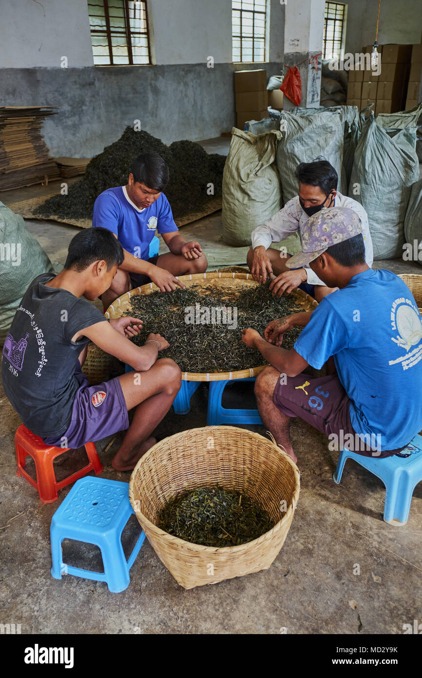 Cina Yunnan, distretto di Xishuangbanna, classificare ed essiccazione del tè Pu'er tè Foto Stock