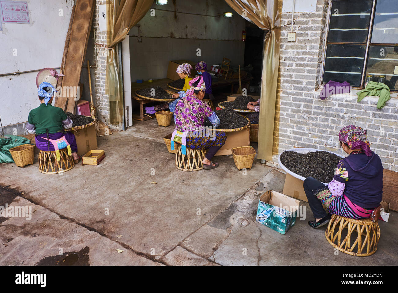 Cina Yunnan, distretto di Xishuangbanna, classificare ed essiccazione del tè Pu'er tè Foto Stock
