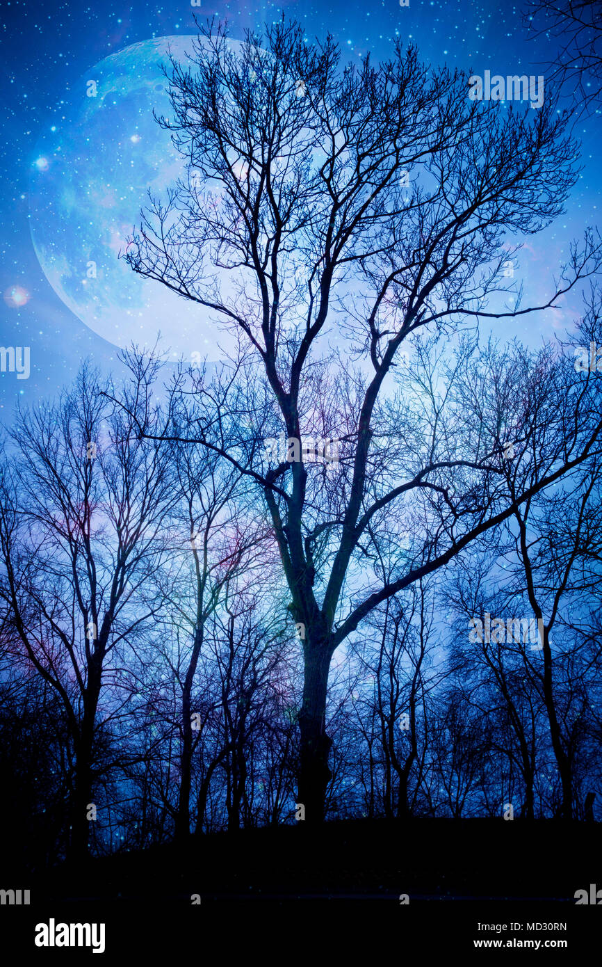 Silhouette di un albero di notte con il gigante luna piena dietro di esso, albero magico concetto Foto Stock