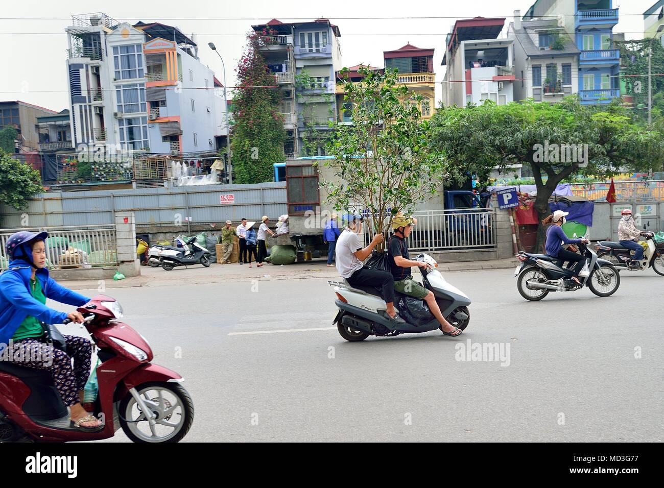 Hanoi, Vietnam. Xv Apr, 2018. Un albero per essere trasportati su uno scooter a motore per le strade di Hanoi, Vietnam. Credito: Rory Merry/ZUMA filo/Alamy Live News Foto Stock