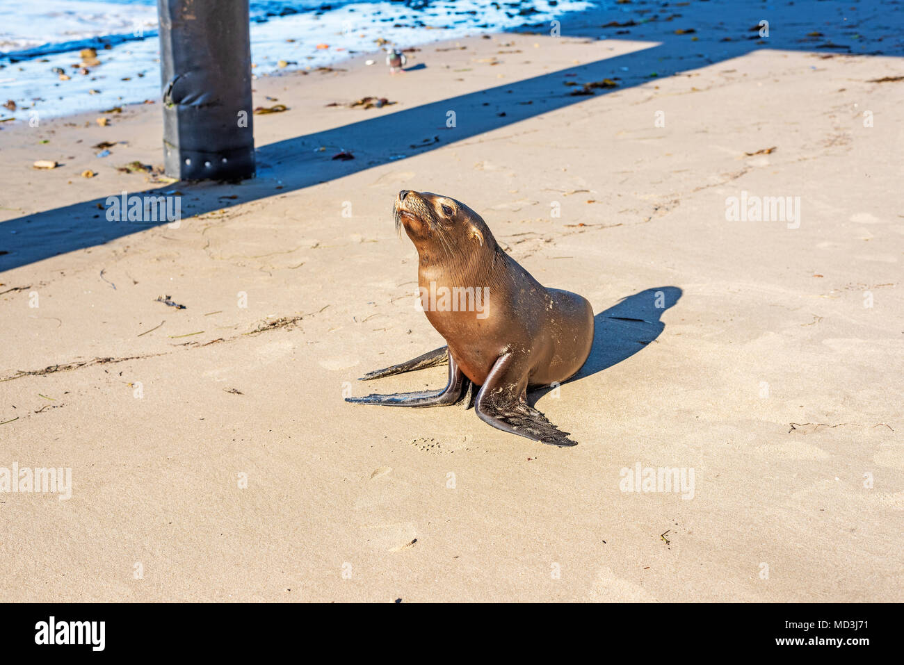 Baby Guarnizione separata dalla madre arriva su stato Goleta Beach, Stati Uniti Credito: RJ/stili Alamy Live News Foto Stock