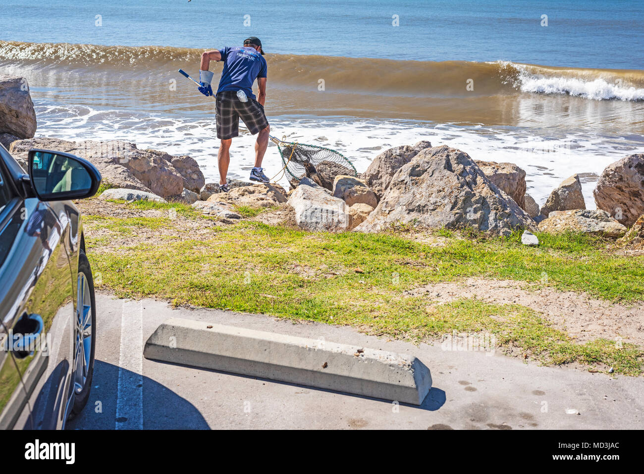 Baby Guarnizione separata dalla madre arriva su stato Goleta Beach, Stati Uniti Credito: RJ/stili Alamy Live News Foto Stock
