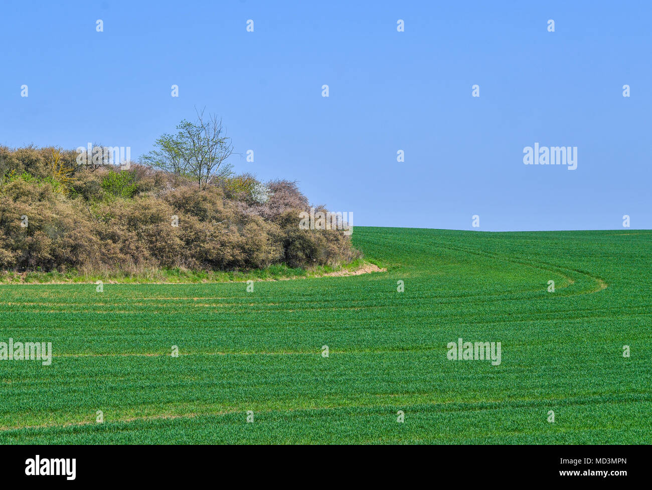 17 aprile 2018, Germania, Angermuende: un verde campo di grano in Uckermark county vicino Angermuende. Foto: Patrick Pleul/dpa-Zentralbild/ZB Foto Stock