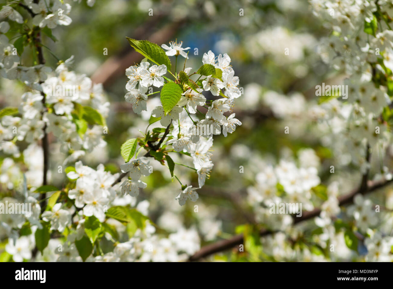 Głębowice, Polonia. Aprile 18, 2018. Ciliegio (Prunus avium L.). Primavera tempo soleggiato. Ciliegi fioriscono in tutta la loro gloria. Credito: w124merc / Alamy Live News Foto Stock