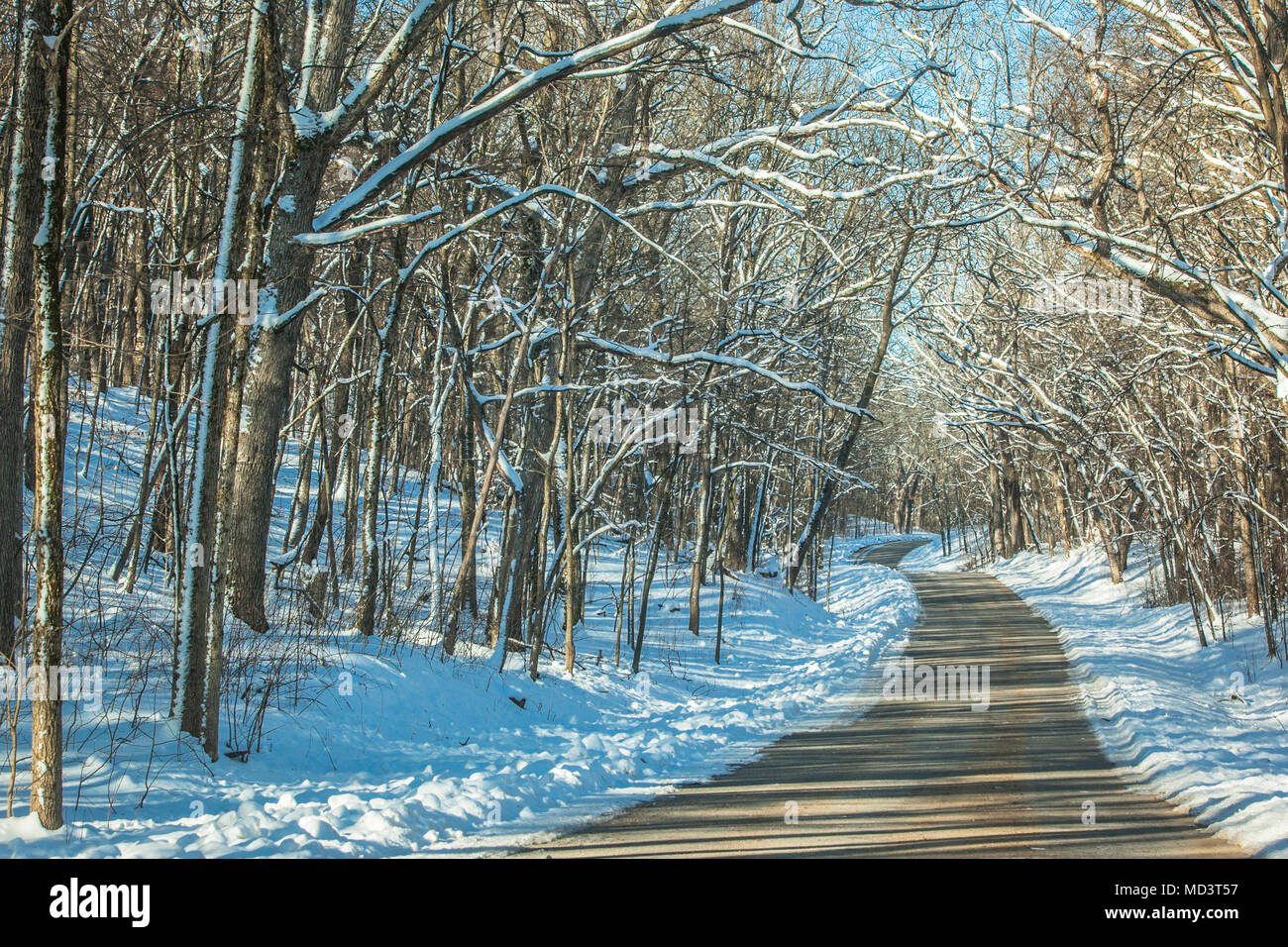 Una stretta strada di campagna che si snoda attraverso la coperta di neve, alberi sfrondato in una foresta. Foto Stock
