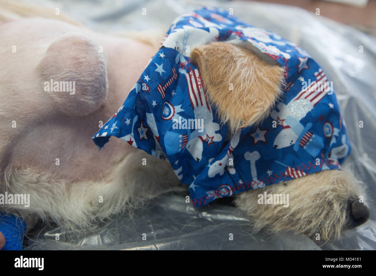 180319-A-WO440-0073 PUERTO CORTES, Honduras (19 marzo 2018) DEGLI STATI UNITI I veterinari dell esercito eseguire chirurgia su cani e gatti durante continuando promessa 2018 in Puerto Cortes, Honduras. Stati Uniti Forze Navali Comando meridionale/STATI UNITI 4a flotta ha dispiegato una forza di eseguire continuando la promessa di comportamento civile-militare comprendente le operazioni di assistenza umanitaria, impegni di formazione e medico, dentista e supporto di veterinari in uno sforzo per mostrare il supporto degli Stati Uniti e di impegno per l'America centrale e del Sud. (U.S. Esercito foto di Spc. Dakota giovani/ rilasciato) Foto Stock