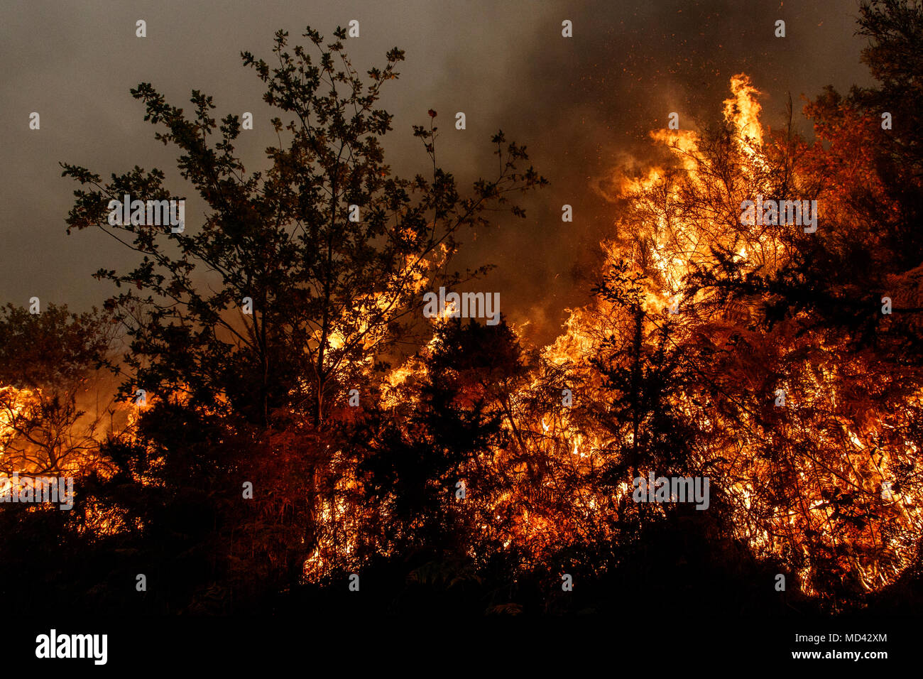 Maceda, Galizia / Spagna - Ott 16 2017: incendio di foresta. Foto Stock