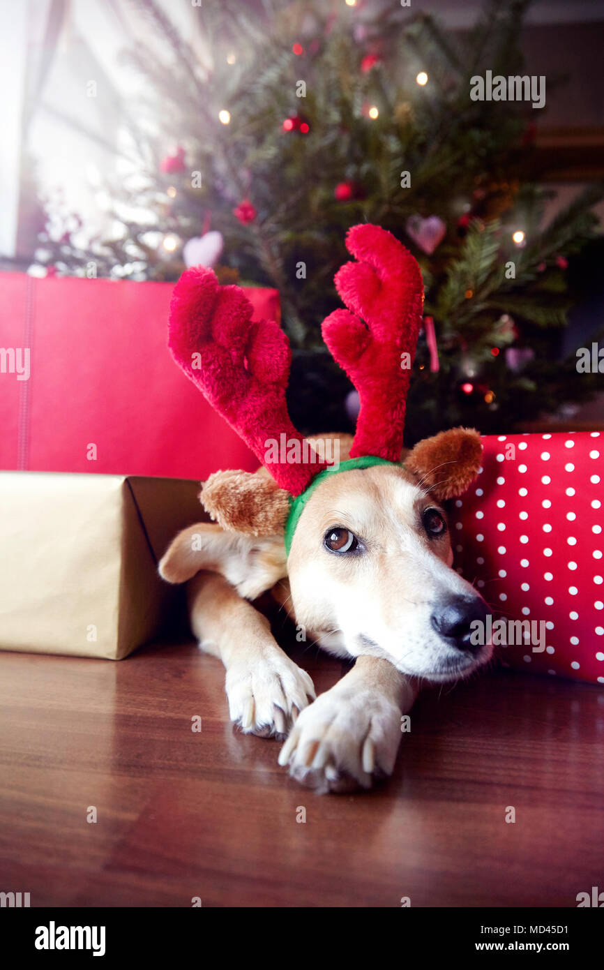 Cane che indossa il natale renne palchi Foto Stock