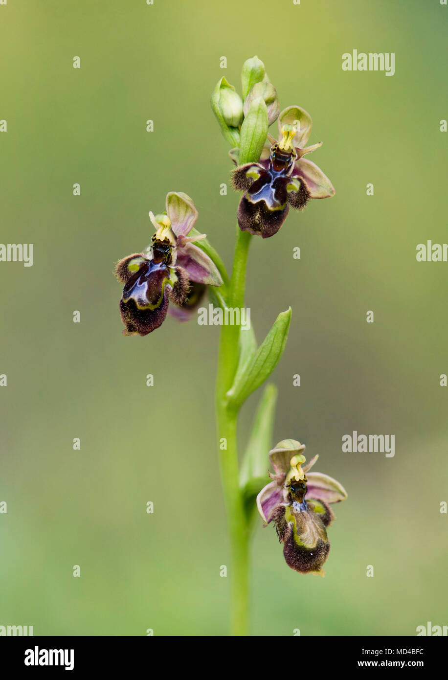 Ophrys x castroviejoi, ibrido wild orchid Ophrys scolopax x Ophrys speculum, Andalusia, Spagna. Foto Stock
