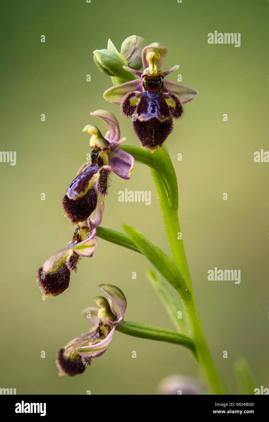 Ophrys x castroviejoi, ibrido wild orchid Ophrys scolopax x Ophrys speculum, Andalusia, Spagna. Foto Stock