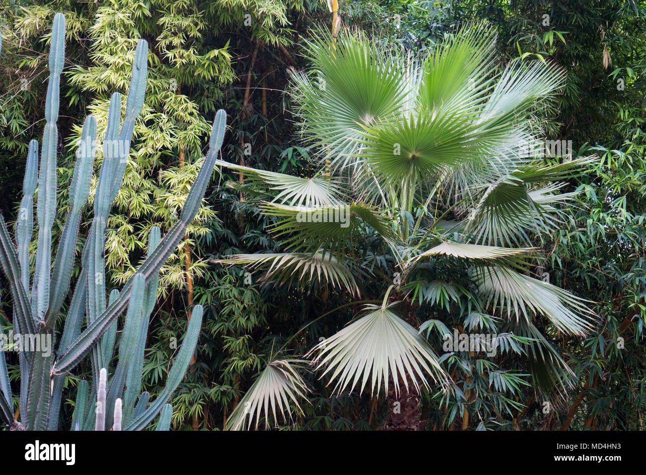 Giardino botanico Jardin Majorelle o Giardini di Majorelle a Marrakech, pieno di palme e cactus Foto Stock