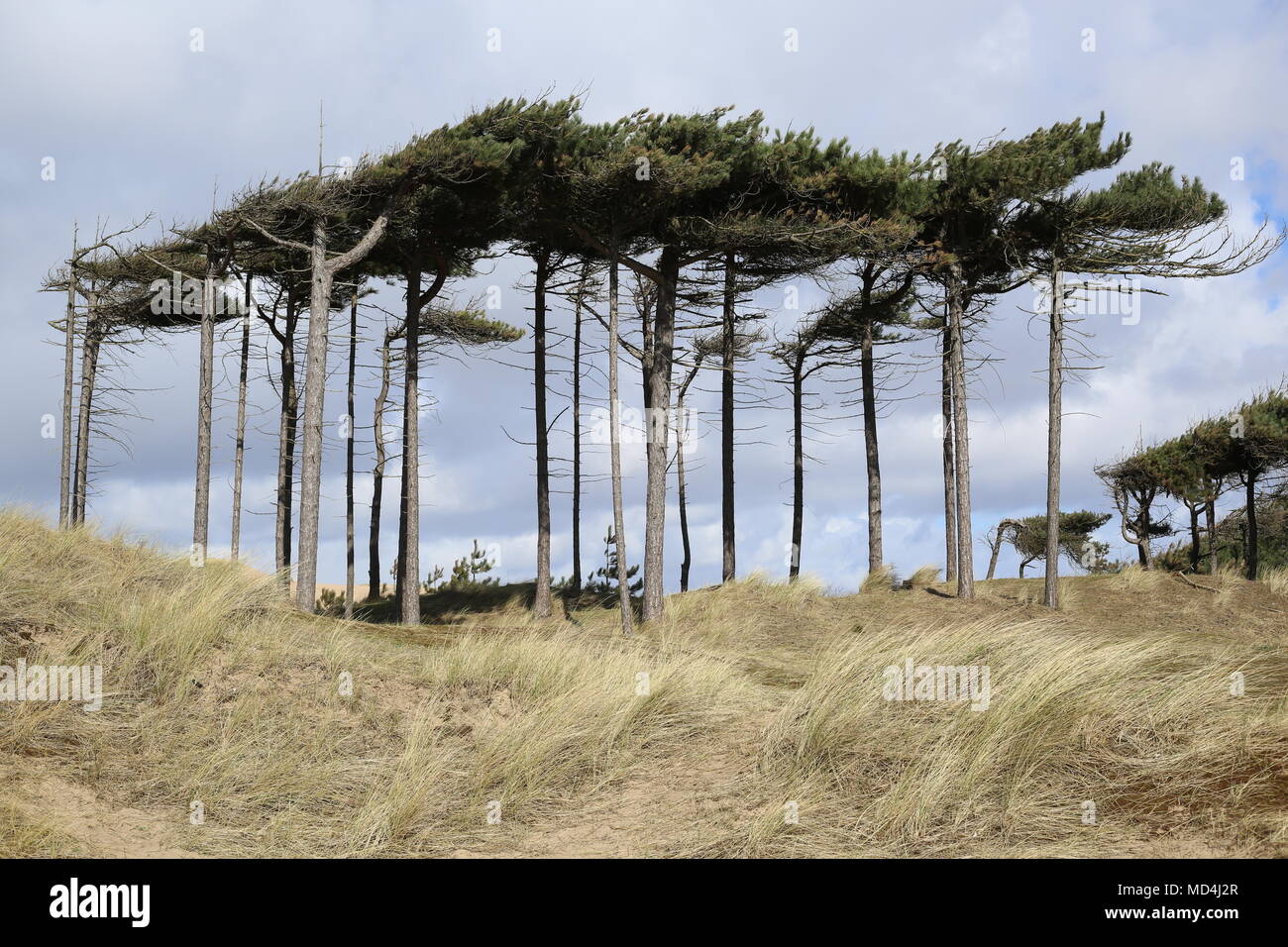 Alberi di pino contro una luce blu del cielo in estate a Formby Punto vicino a Liverpool e a Southport nel nord ovest dell'Inghilterra, Regno Unito Foto Stock