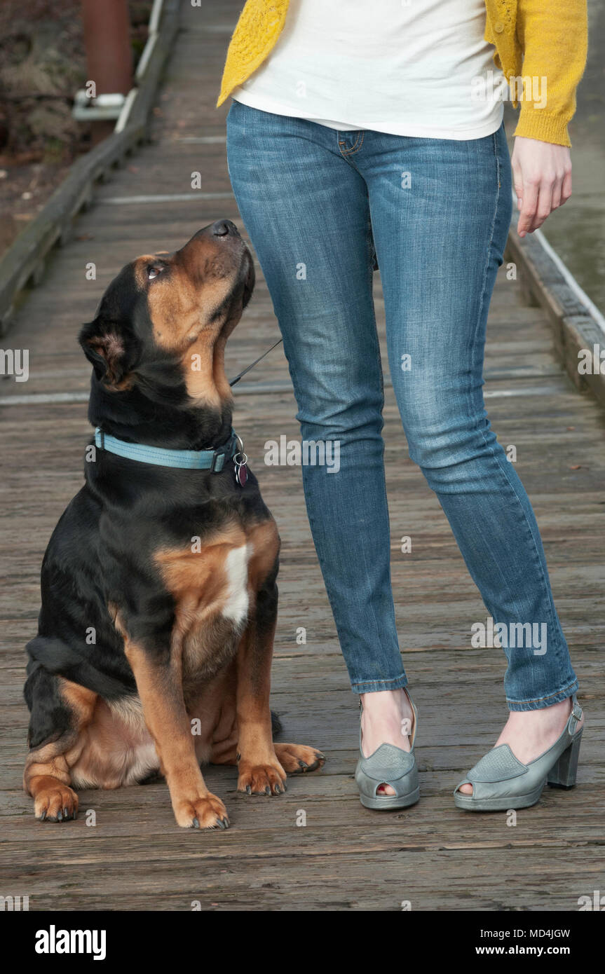 Una donna in piedi accanto al suo cane. Foto Stock