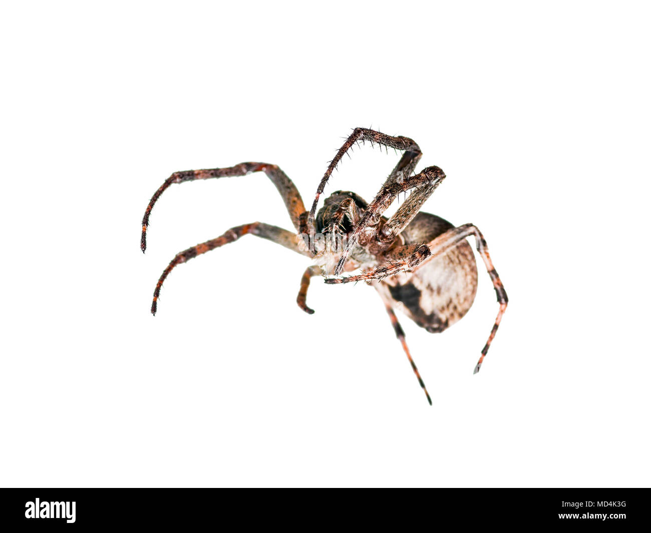 Gattona Spider aracnide insetto isolato su bianco Foto Stock