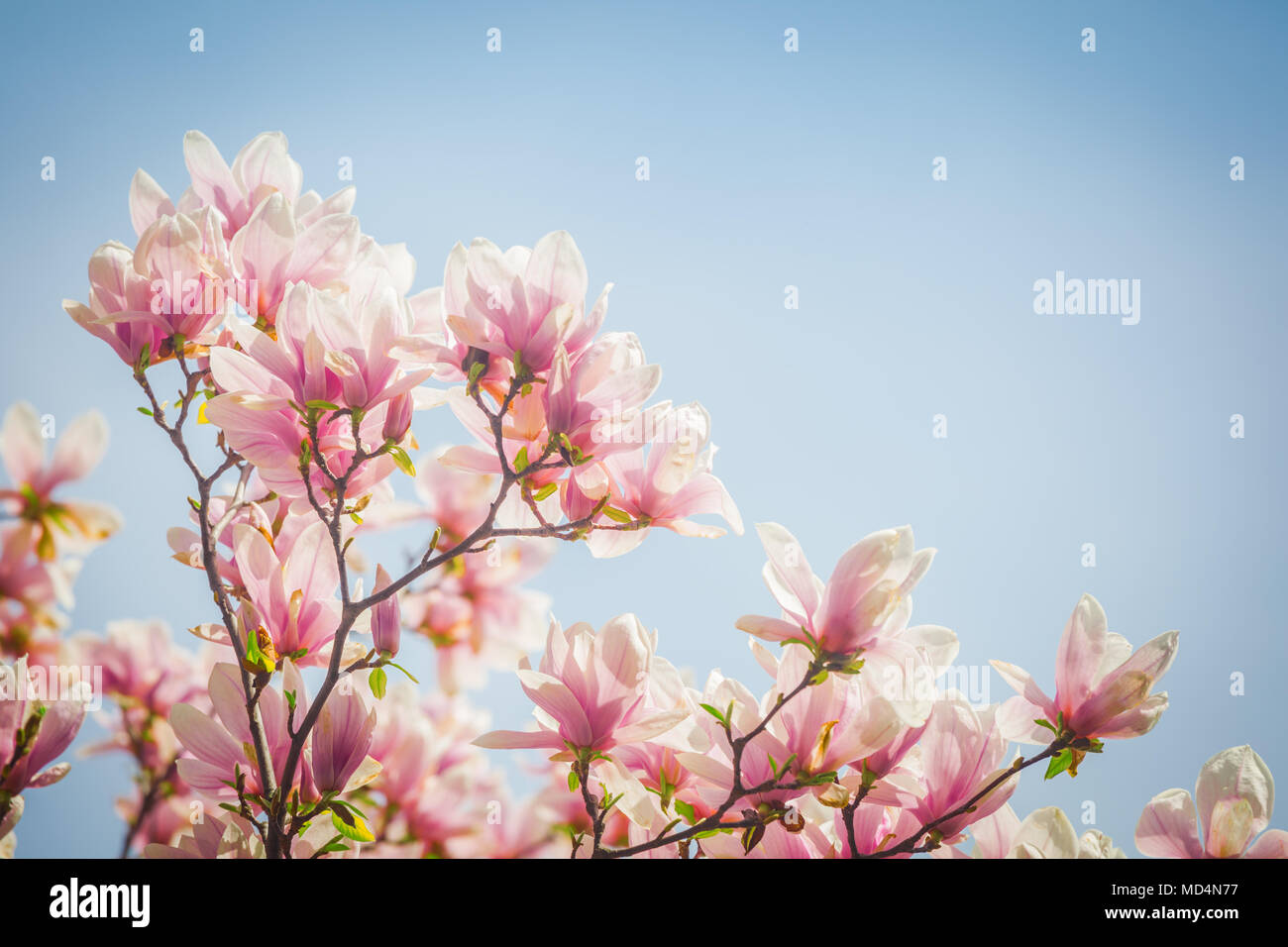 Magnolia blossom contro il cielo blu Foto Stock