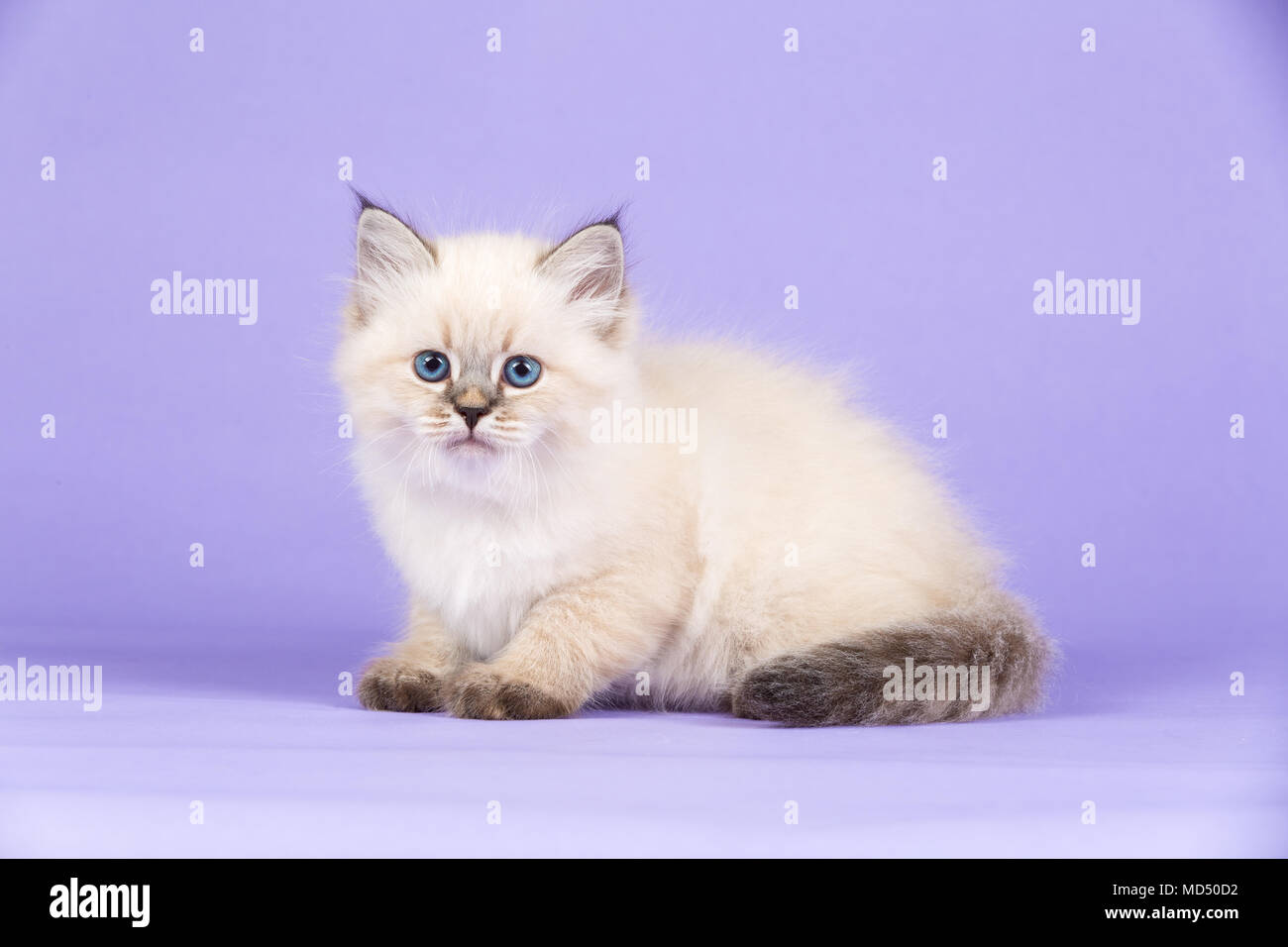 Bellissimo gattino di razza pura Foto stock - Alamy