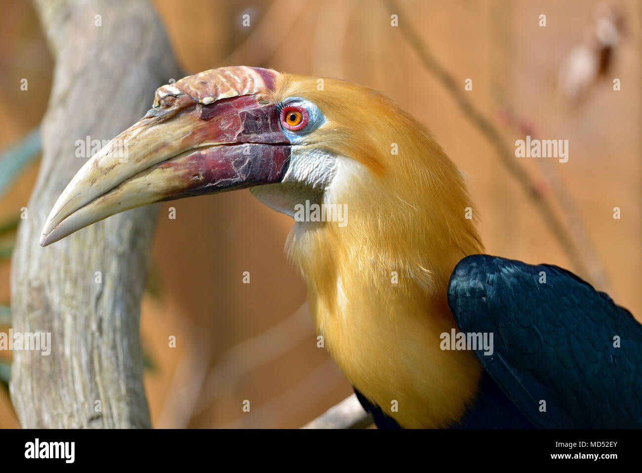 Ritratto di Papua maschio hornbill o Blyth hornbill (Rhyticeros plicatus) visto dal profilo Foto Stock