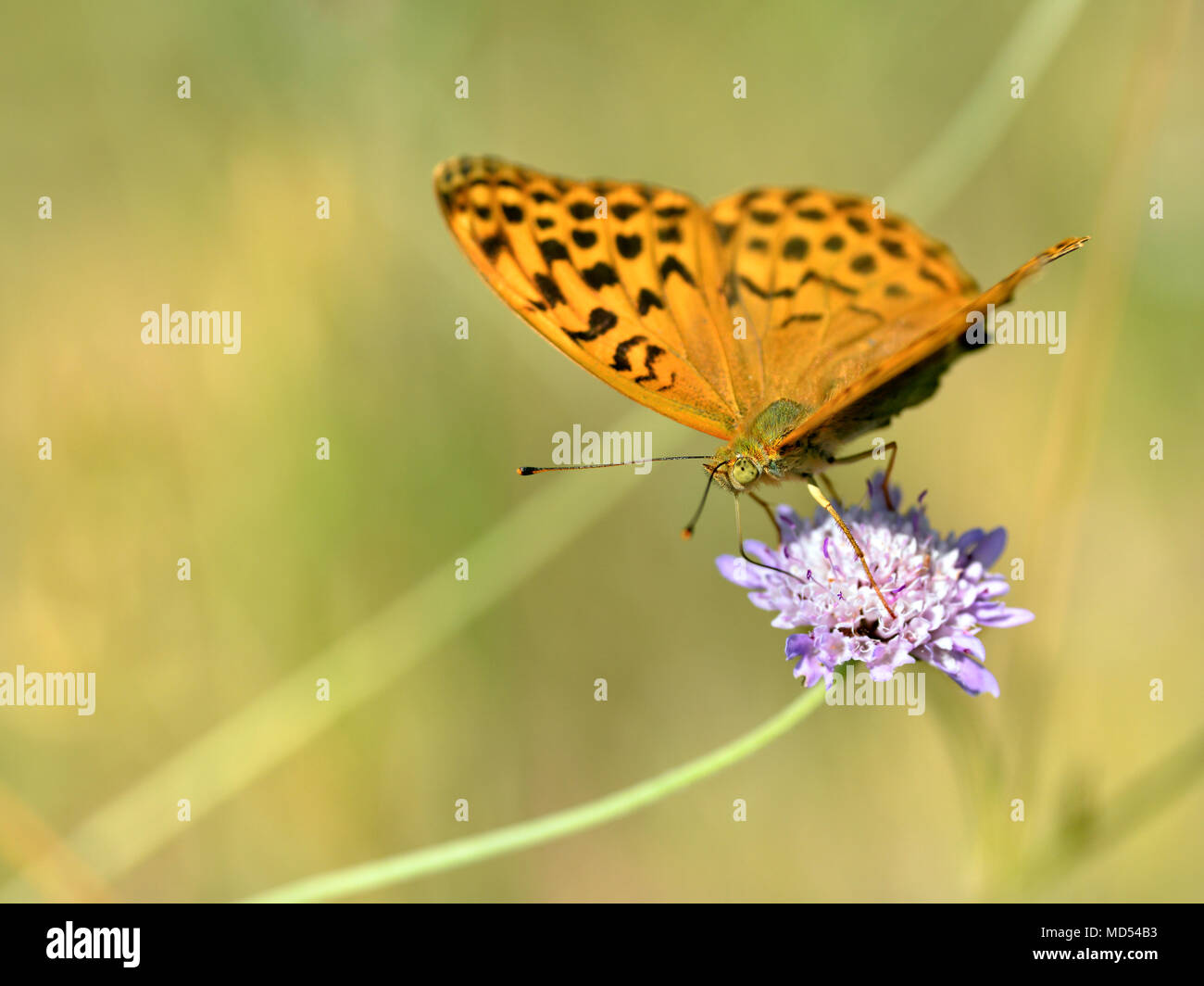 Argento-lavato Fritillary butterfly (Argynnis paphia) alimentazione su scabiosa fiore Foto Stock