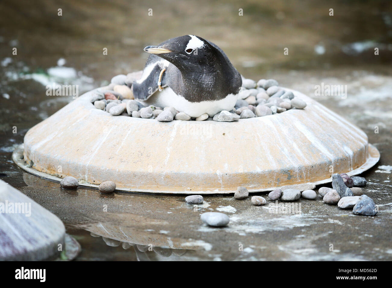 Lo Zoo di Edimburgo di pinguini Gentoo iniziano il loro corteggiamento visualizza, con le femmine seduti su anelli di nesting, i maschi setacciare attraverso i ciottoli cercando la massima fluidità uno per presentare ai loro scelto il compagno. Foto Stock