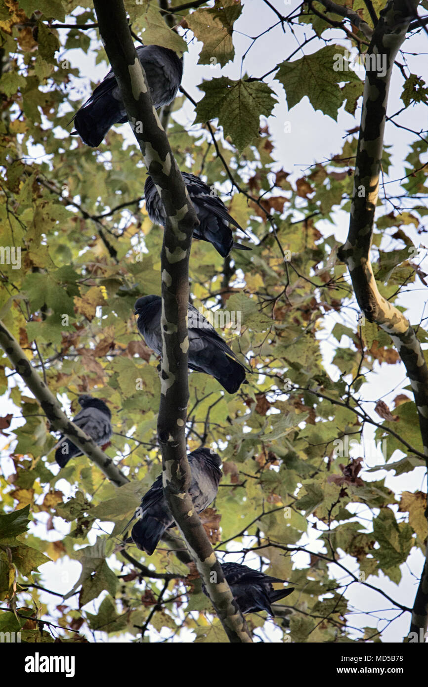 Risalente a un albero di sicomoro