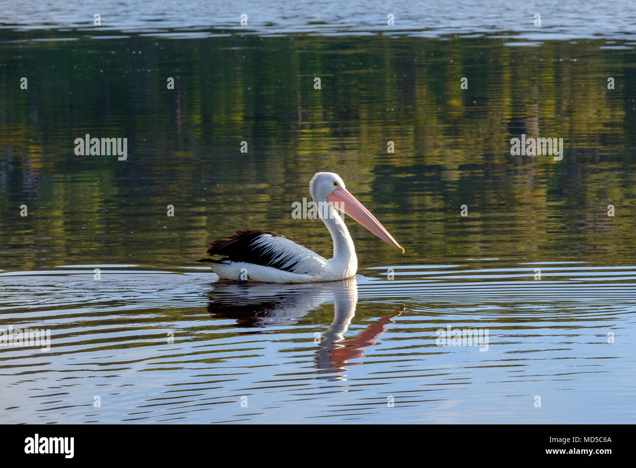 Pellicano australiano (Pelecanus conspicillatus) nuotare in un estuario, Ingresso Wingan, East Gippsland, Australia Foto Stock
