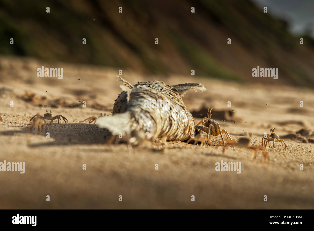 I granchi sulla spiaggia a mangiare pesce morto. Foto Stock