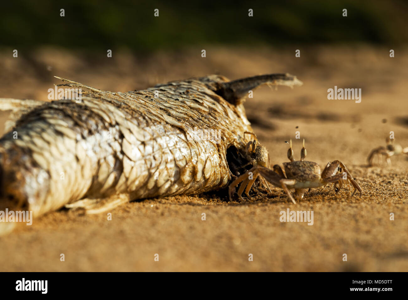 I granchi sulla spiaggia a mangiare pesce morto. Foto Stock